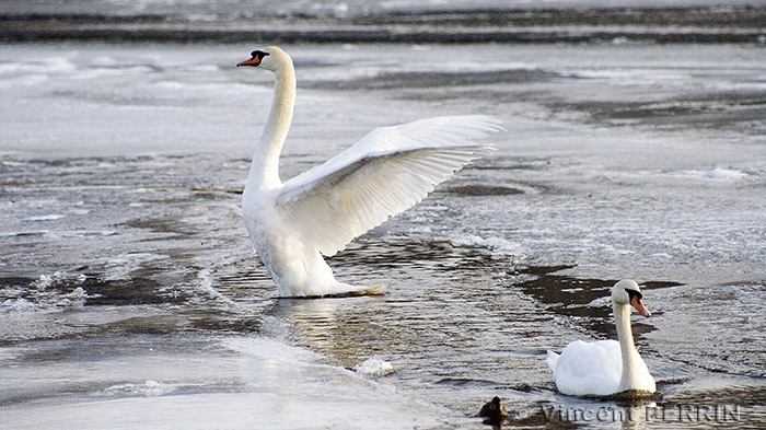 Envol du cygne.jpg
